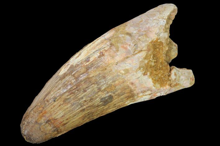 Large, Fossil Crocodile (Elosuchus) Tooth - Morocco #80711
